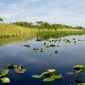 The Future of Wetland Mitigation Banks in Florida