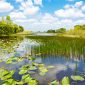 Wetland Mitigation Law and Procedure Webinar