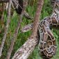Combating the Burmese Python Threat in Florida’s Ecosystems
