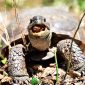 Protecting the Gopher Tortoise: Efforts to Safeguard a Florida Threatened Species