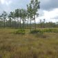 Navigating Florida’s Environmental Resource Permit Program