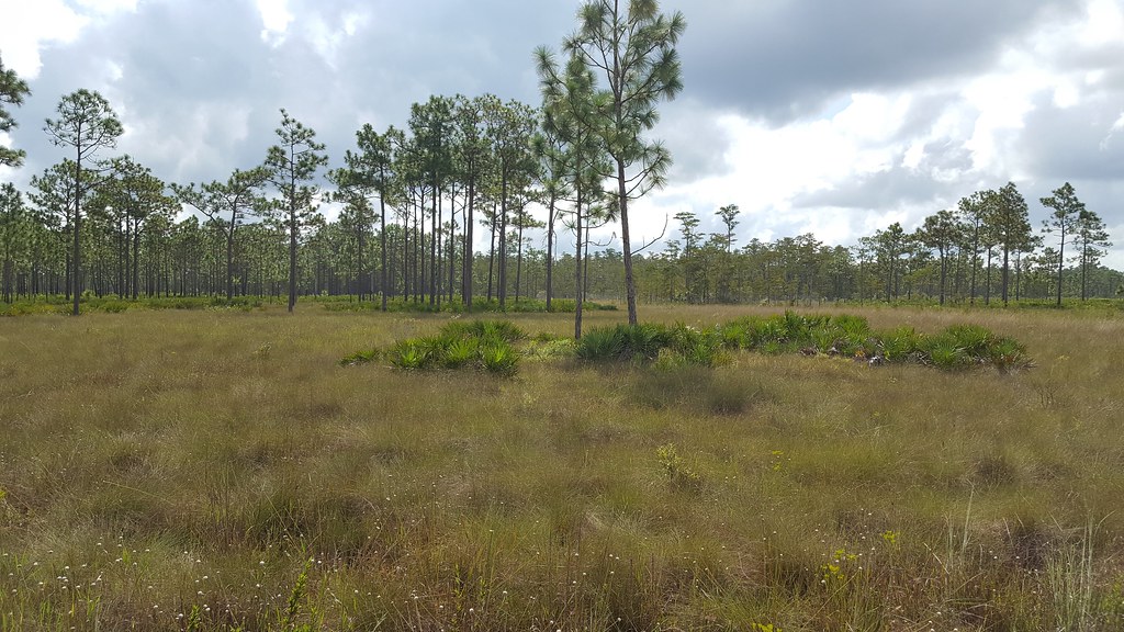 Navigating Florida’s Environmental Resource Permit Program